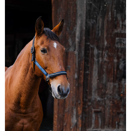 Cabezada de nailon Equithème Domino