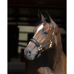 Cabezada de cuadra Werano Back On Track