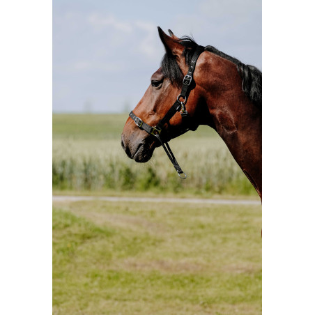 Cabezada Norton Educativa