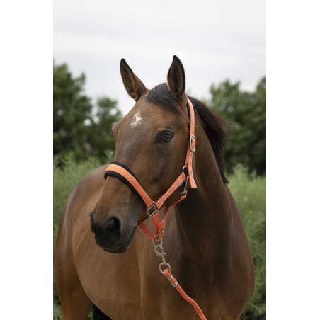 Cabezada + ramal Norton Large