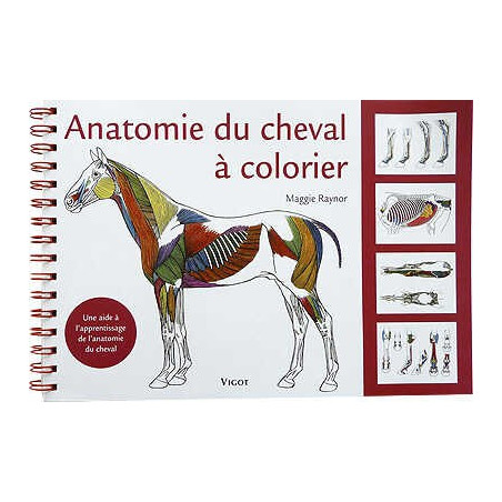 Anatomía del caballo para colorear