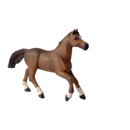 Yegua Angloárabe PAPO