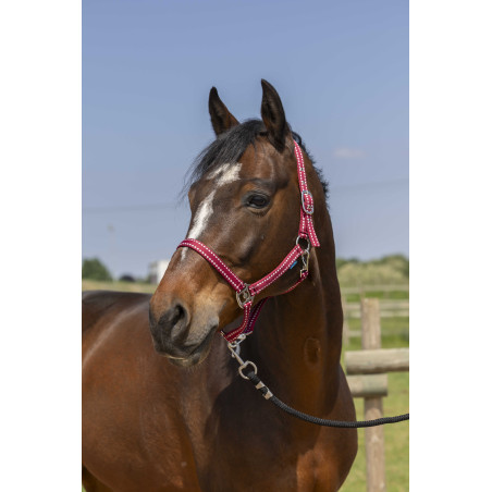 Cabezada Norton Grooming