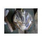 NEMO HOOFCARE - ranilla