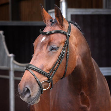 Brida con muserola francesa realzada acolchada Elite Shires Velociti Lusso
