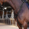 Pechopetral elástico Elite Shires Velociti Lusso - Negro