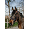 Cabestro Norton Dream - Marino
