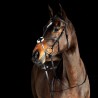 Cabezada mejicana Prescott Horze - Negro