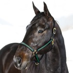 Cabezada Yankee de nylon 20 mm