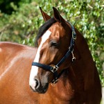 Cabezada de nylon Finn-Tack