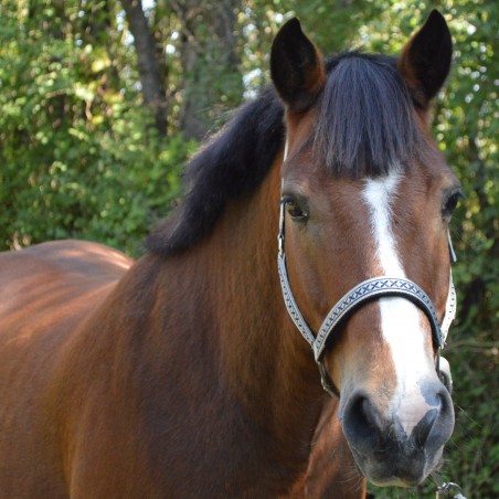 Set de cabezada y ramal Colca Flags & Cup