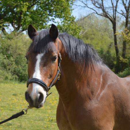 Cabezada de cuadra CHETAK BRIGHT