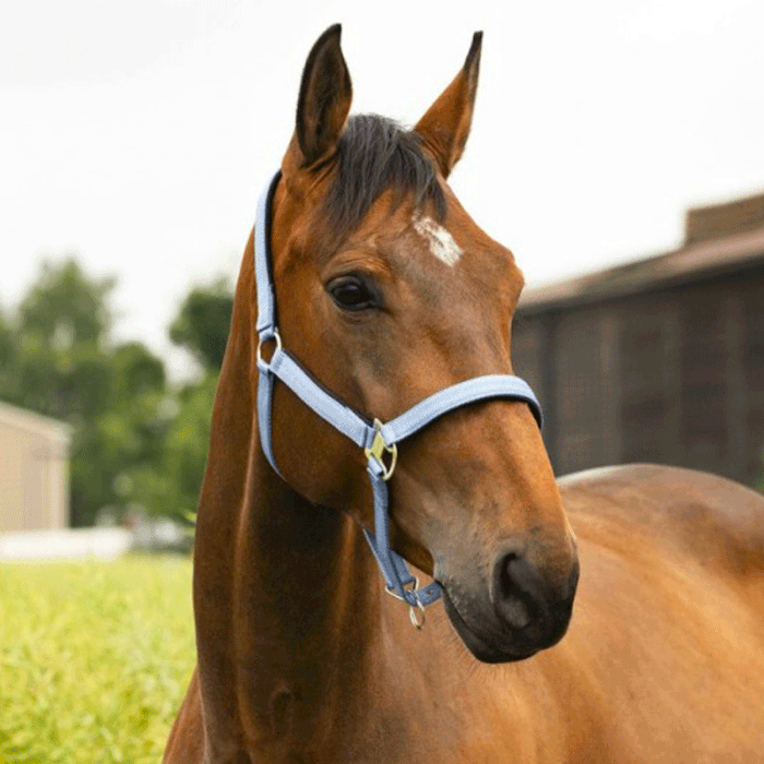 Cabezada de cuadra Equithème "Air" Cabezada de cuadra Equithème "Air"