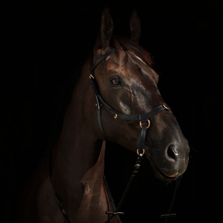 Cabezada sin Bocado Combinada Orlando Horze