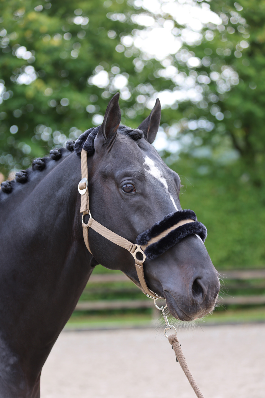 Cabezada de cuadra Classic Soft Covalliero Azul marino Cabezada de cuadra Classic Soft Covalliero Azul marino