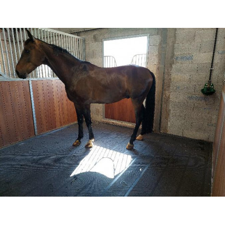 Alfombra Major - Suelo de boxe