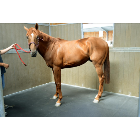 Colchón de box Pégase