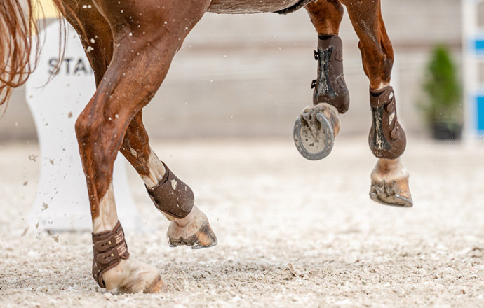 Comment reconnaître, traiter et prévenir des abcès de pied chez le cheval ?