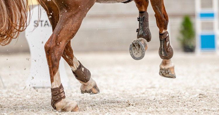 Comment reconnaître, traiter et prévenir des abcès de pied chez le cheval ?