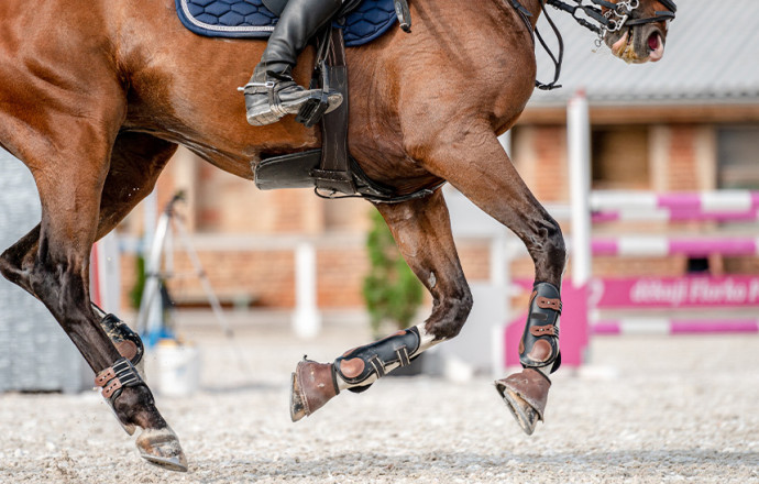 ¿Cómo tratar la osteoartritis en caballos?