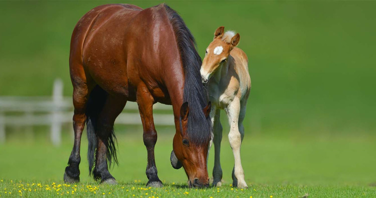 Accueillir un poulain : les essentiels après la naissance