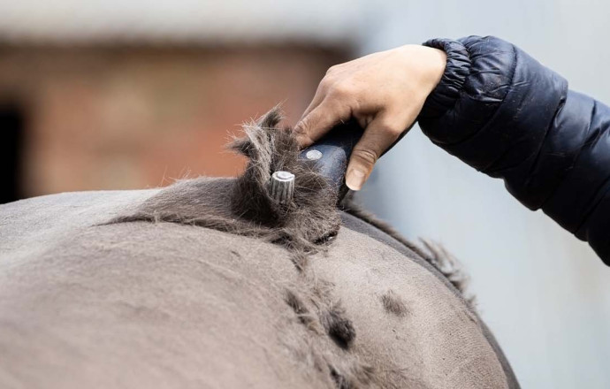 Comment bien tondre son cheval ?