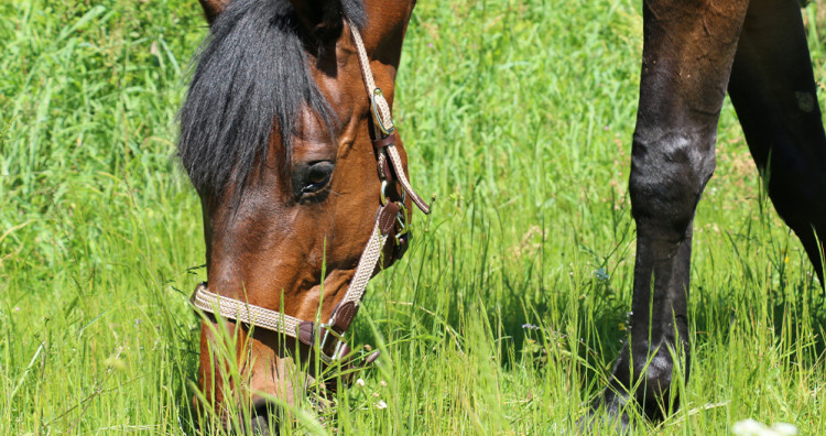 Les indispensables de l'été pour son cheval