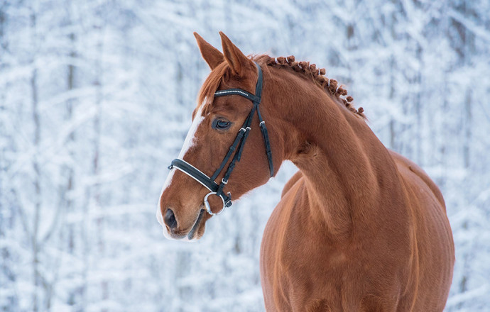 ¿Cómo preparar adecuadamente a tu caballo para el invierno? - Blog Équi-Clic