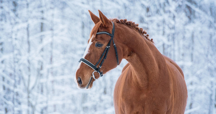 ¿Cómo preparar adecuadamente a tu caballo para el invierno? - Blog Équi-Clic