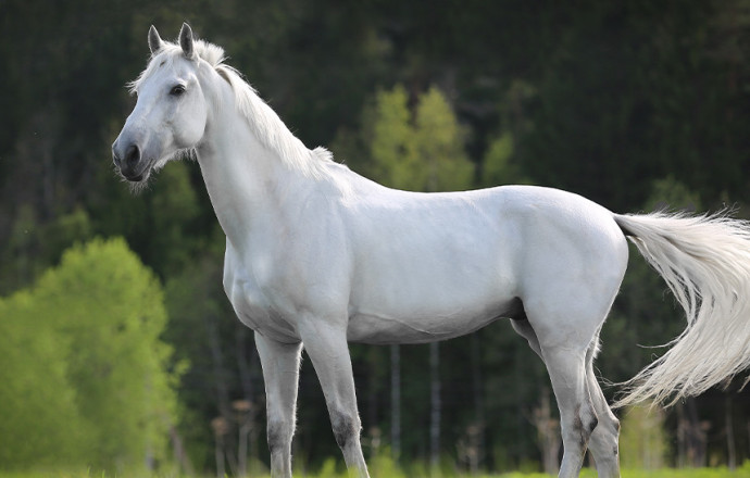 ¿Cómo cuidar el pelaje de un caballo gris?