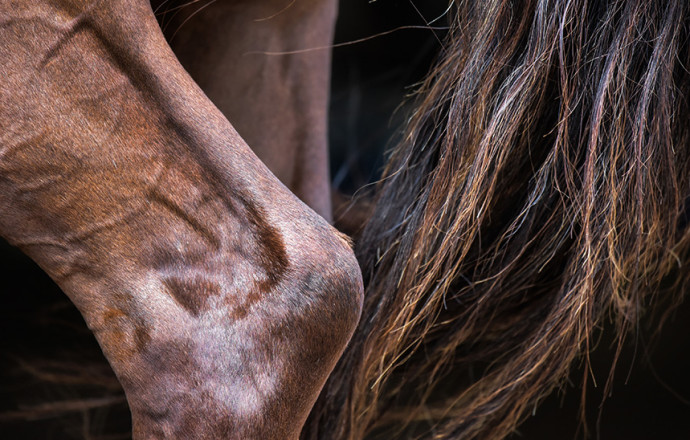 ¿Cómo tratar la dermatitis de verano? - Blog Équi-Clic