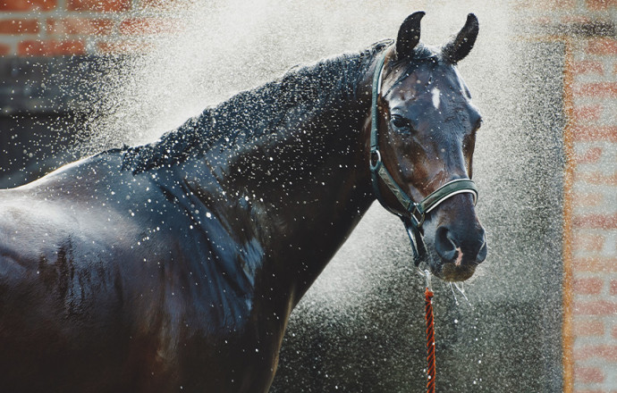 Deshidratación en caballos