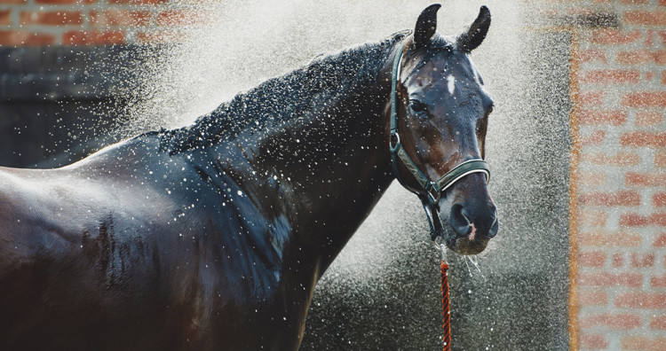 Deshidratación en caballos
