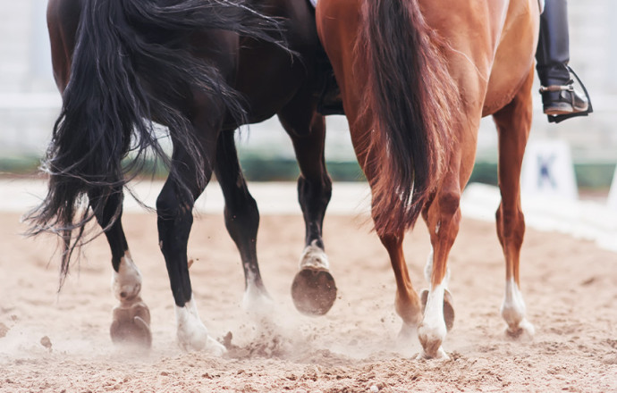 Comment entretenir les sabots d'un cheval ? - Blog Équi-Clic