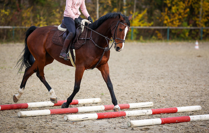 3 Ideas de ejercicios para hacer al montar a caballo solo - Blog Équi-Clic