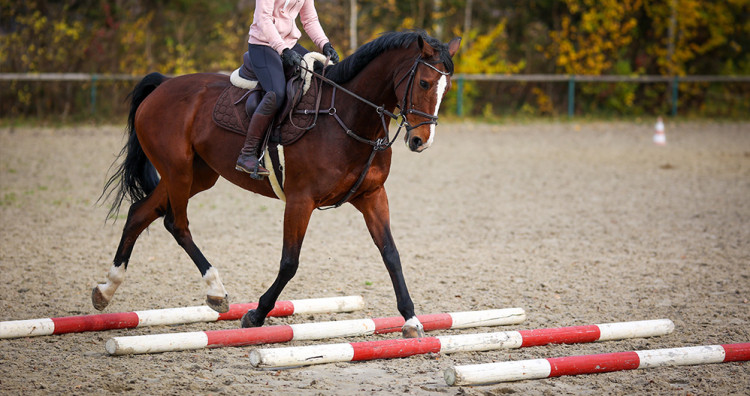 3 Ideas de ejercicios para hacer al montar a caballo solo - Blog Équi-Clic