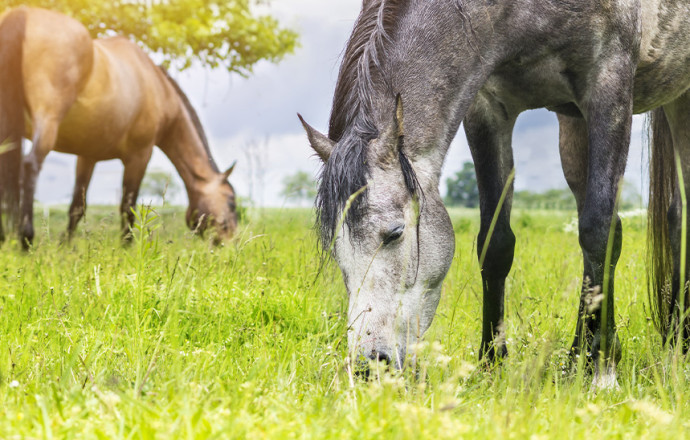 Laminitis en caballos - blog Équi-Clic