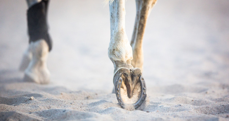 ¿Cómo curar los tenedores podridos?