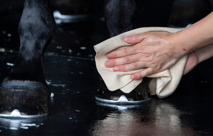 ¿Cómo tratar la sarna del barro en los caballos?