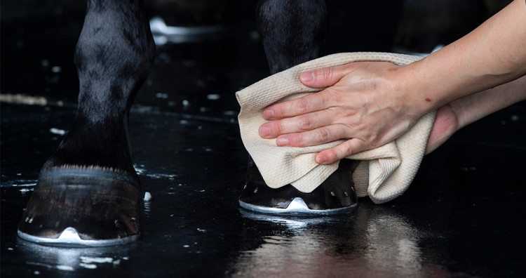 ¿Cómo tratar la sarna del barro en los caballos?