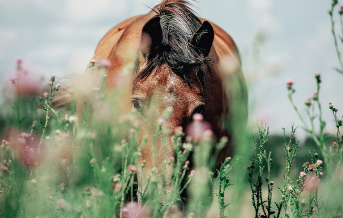 Los 6 mejores repelentes de insectos para tu caballo