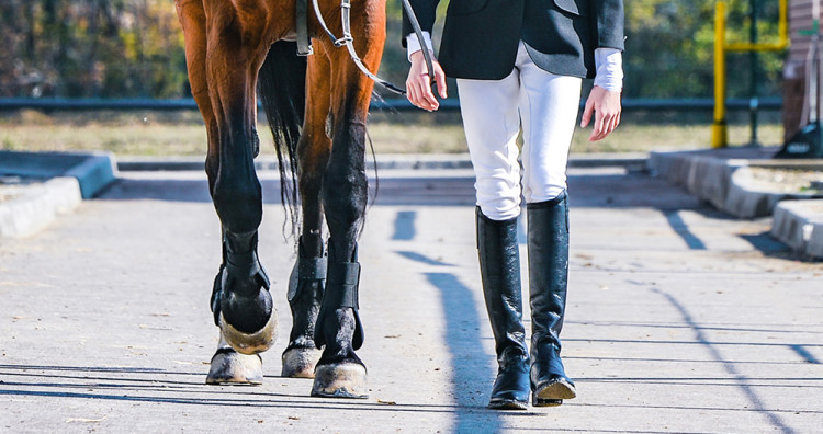 El “Must Have” para tener en el baúl de tu competencia - Blog Équi-Clic