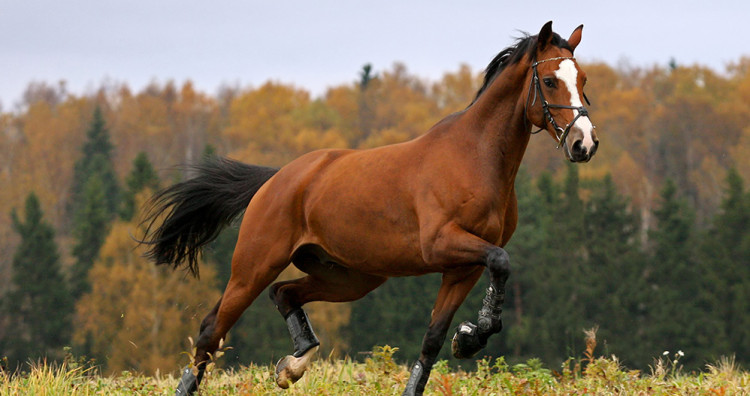 Miopatía atípica en caballos, ¿cómo prevenirla?