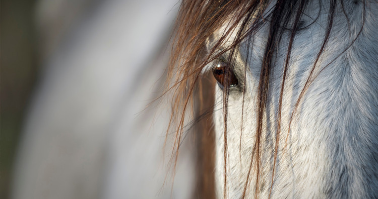 En savoir plus sur les sarcoïdes cheval