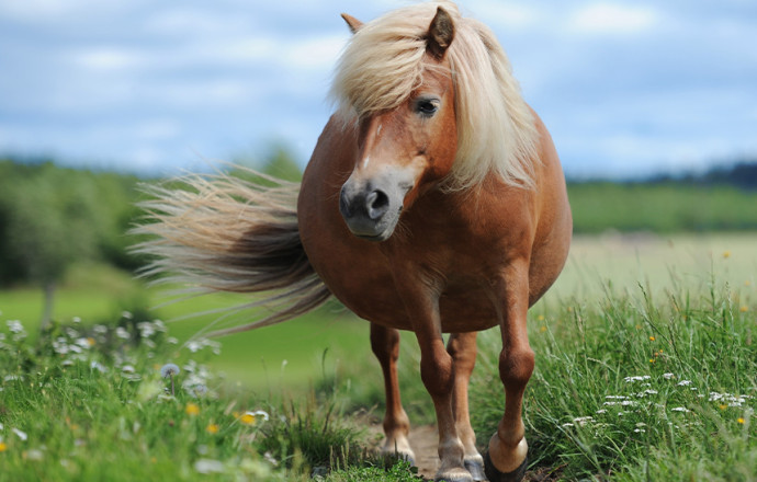 Obesidad y sobrepeso en caballos - blog