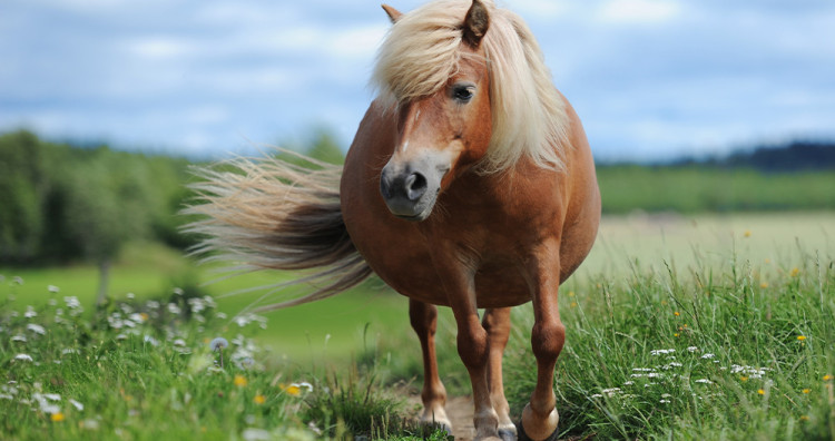 Obesidad y sobrepeso en caballos - blog