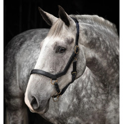 Cabezada Rambo Micklem Horseware