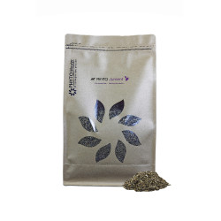 Phyto Yegua Phyto Maestro