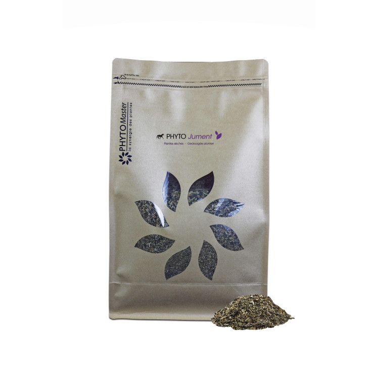 Phyto Yegua Phyto Maestro