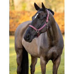 Cabezada de neopreno LeMieux Yard Cabezada de neopreno LeMieux Yard